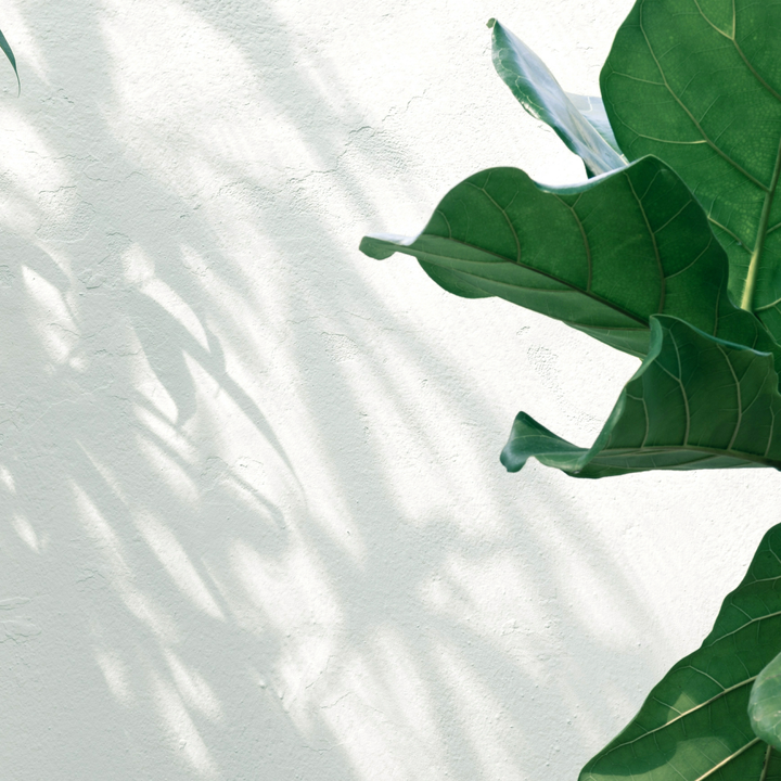 green leaves casting shadows on a white wash wall