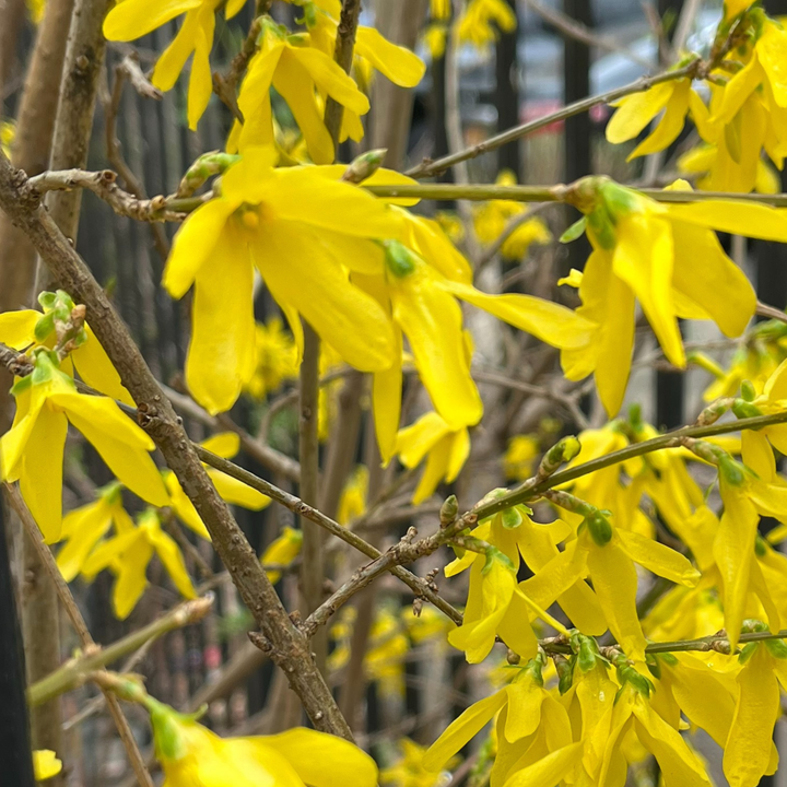 close up of yellow forsythia blossoms