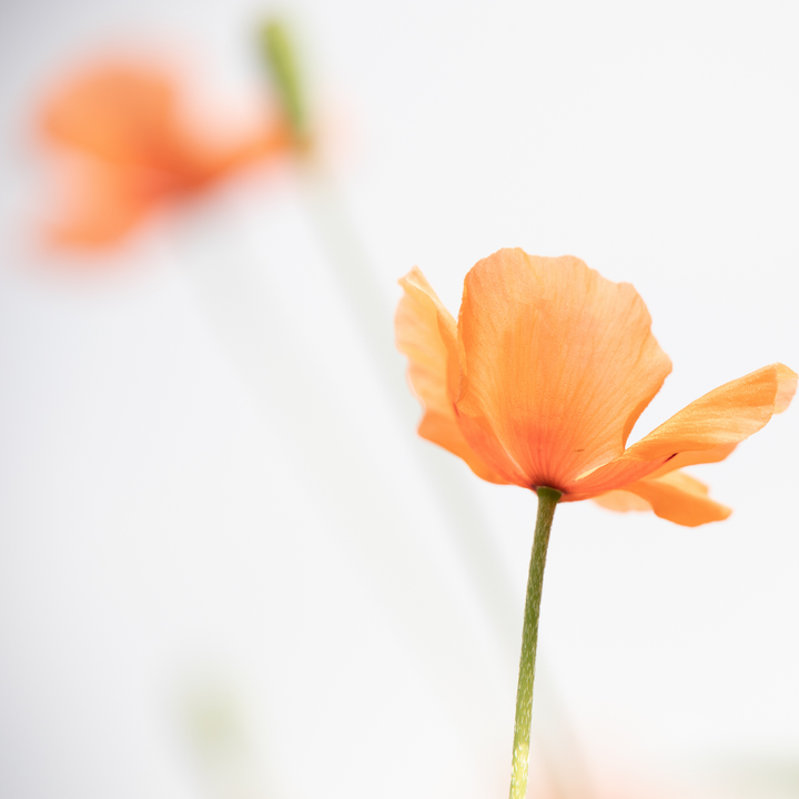 Making Peace with Grief (the Shapeshifter)