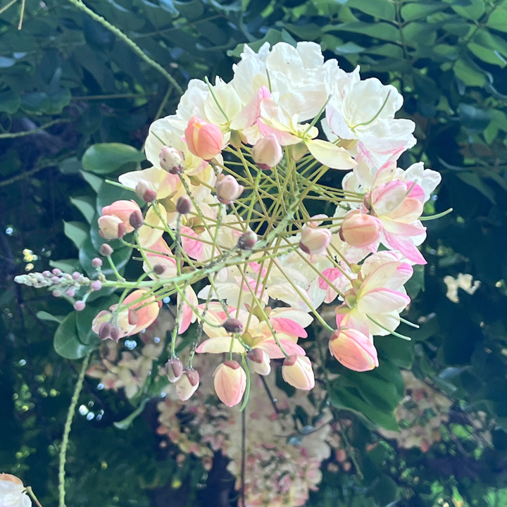 close-up photo of cassia javanica blossom