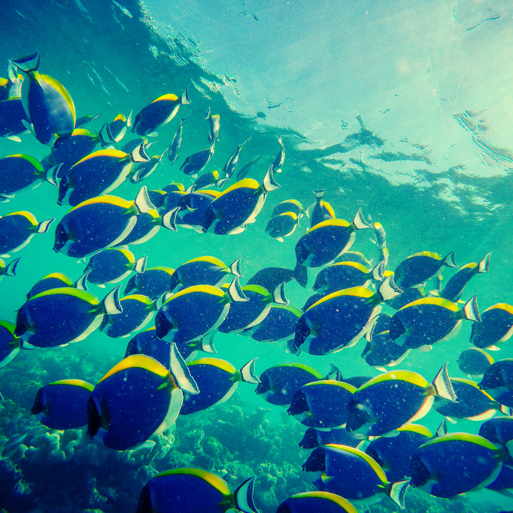 Tropical fishes in bright turquoise water