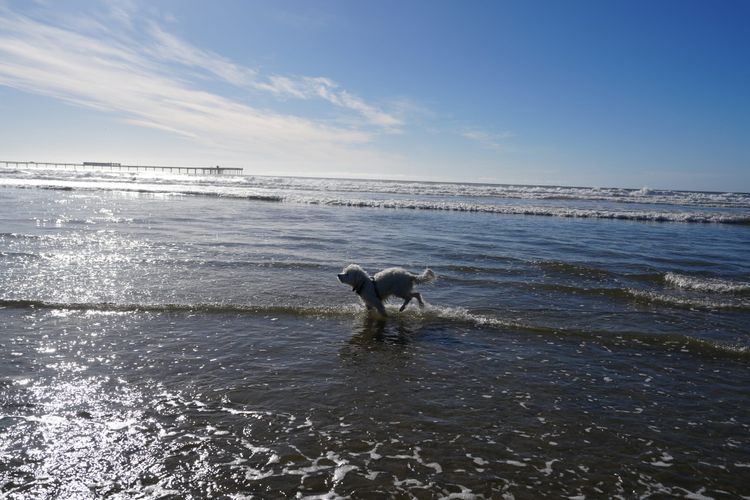 A white fluffy dog runs joyfully through gentle ocean surf on a sunny day