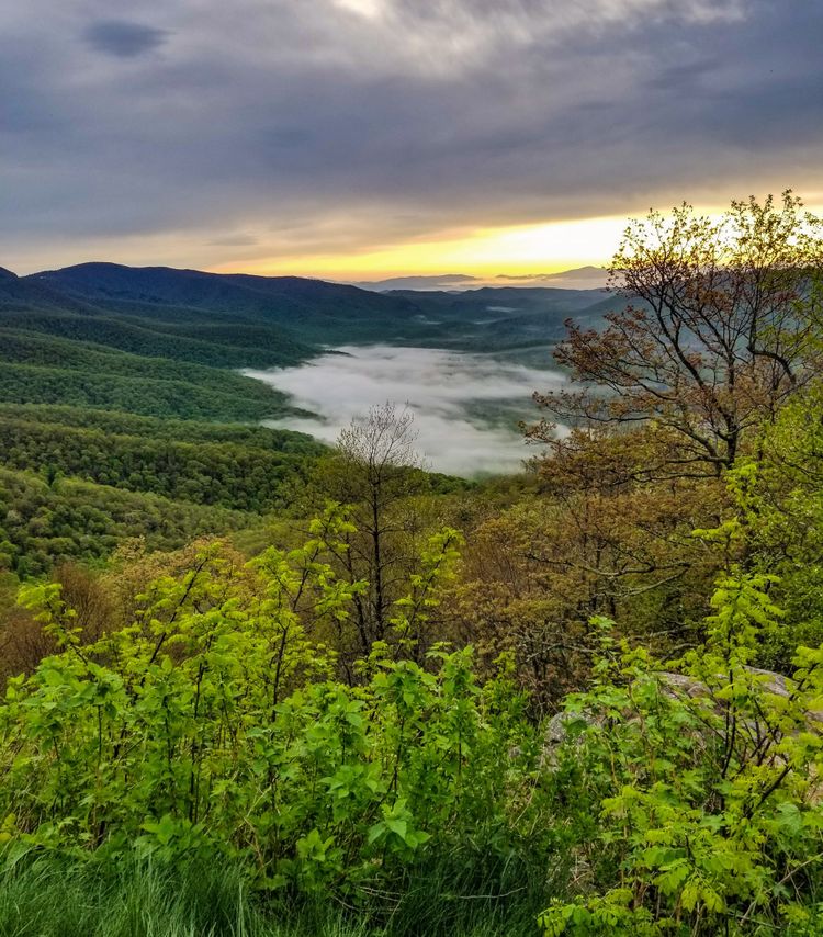 a photo of a green forest taken from a vantage point, with low hanging cloud cover and morning sun visible over low mountains in the distance