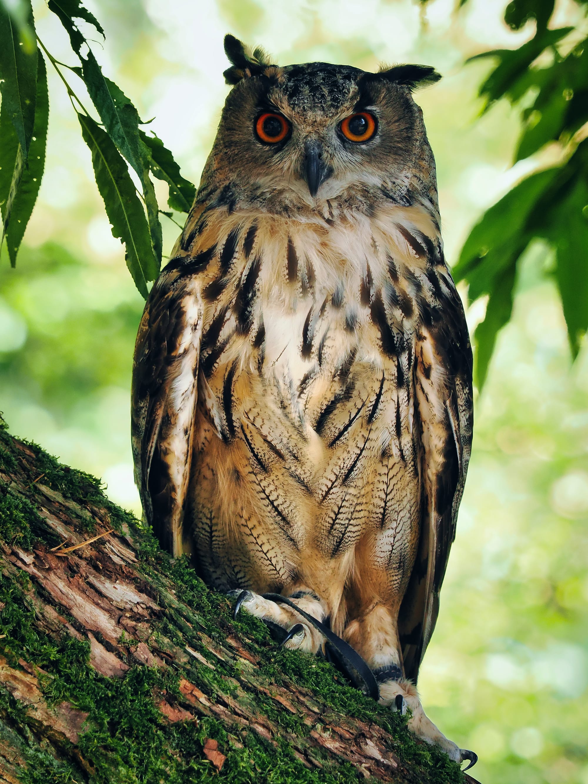 Eurasian Eagle Owl close-up, amber eyes staring