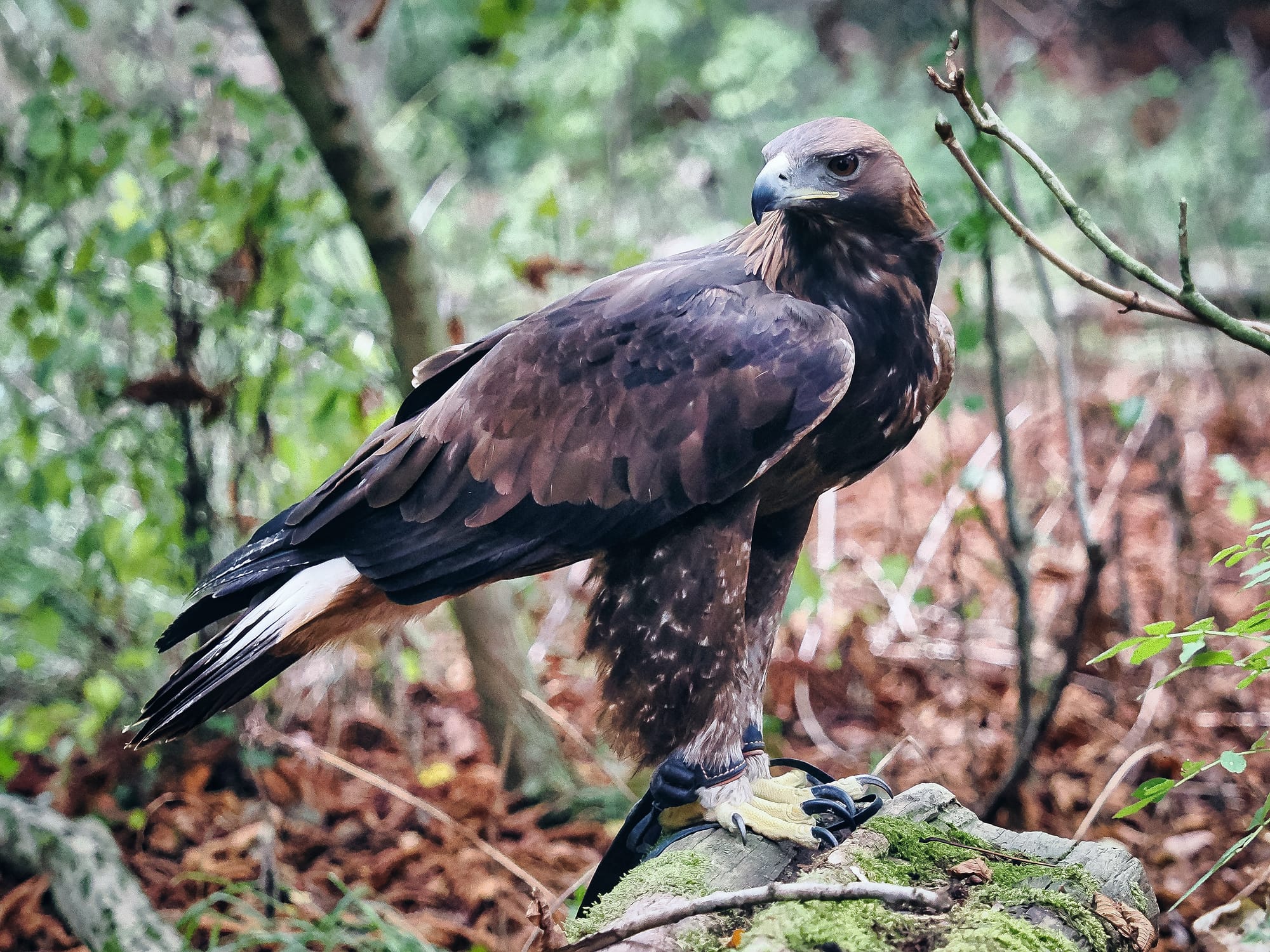 Bald Eagle perched, head turned, powerful beak visible