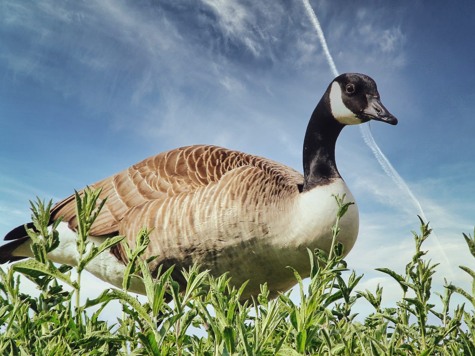 Canada Goose gave me the perfect pose. Low angle, early light, and that sky