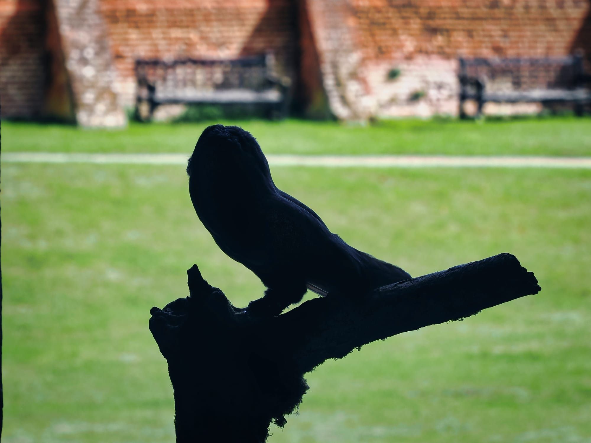 Eyes in the Shadows – A Day with Owls and an Eagle