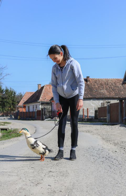 sétáló kacsa koronavírus háziállat