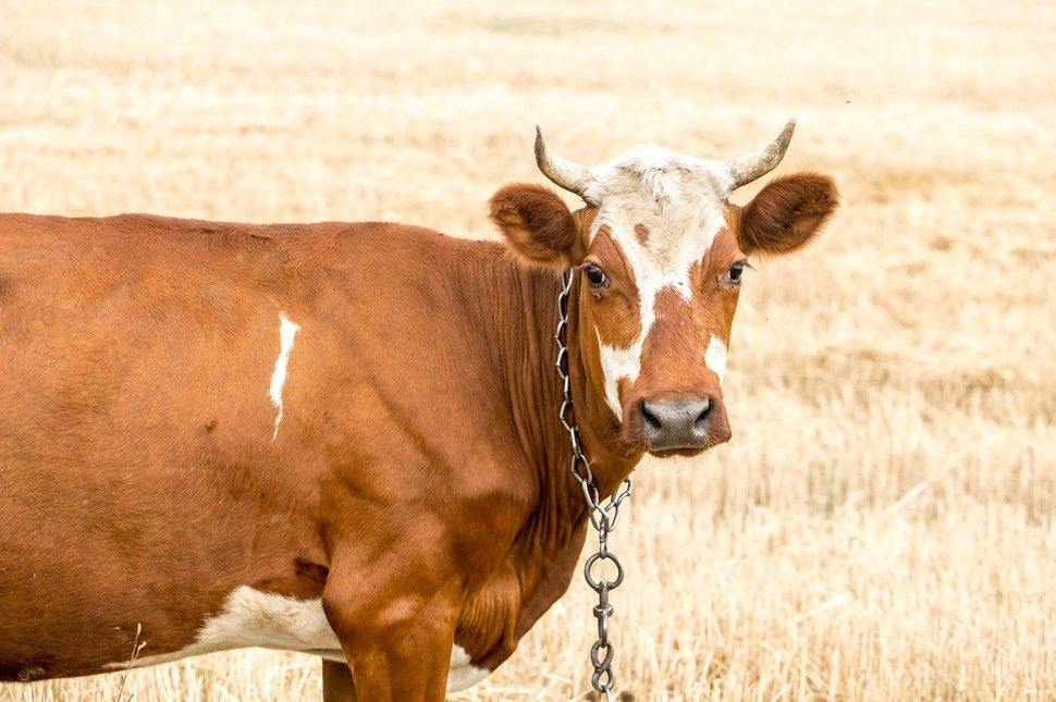 Frissíteni kell a mezőgazdasági nyilvántartást