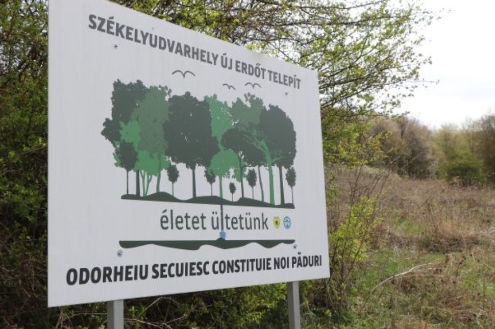 Megvolt a közbeszerzés, kezdődhet az ültetés