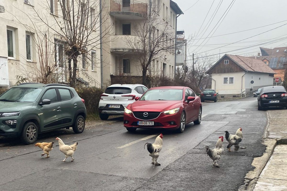 Miért ment át a csirke az úton?