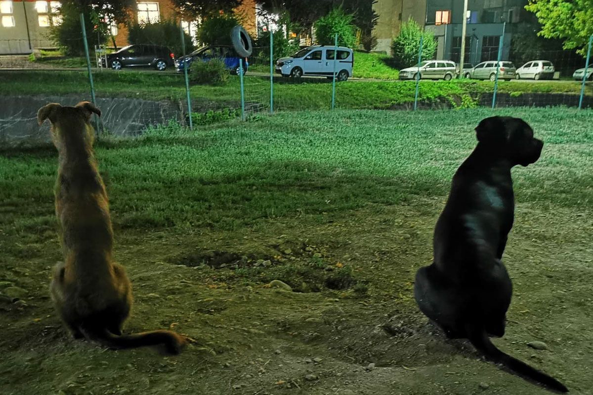 Tízéves a Vakkantó kutyafuttató, felújítják