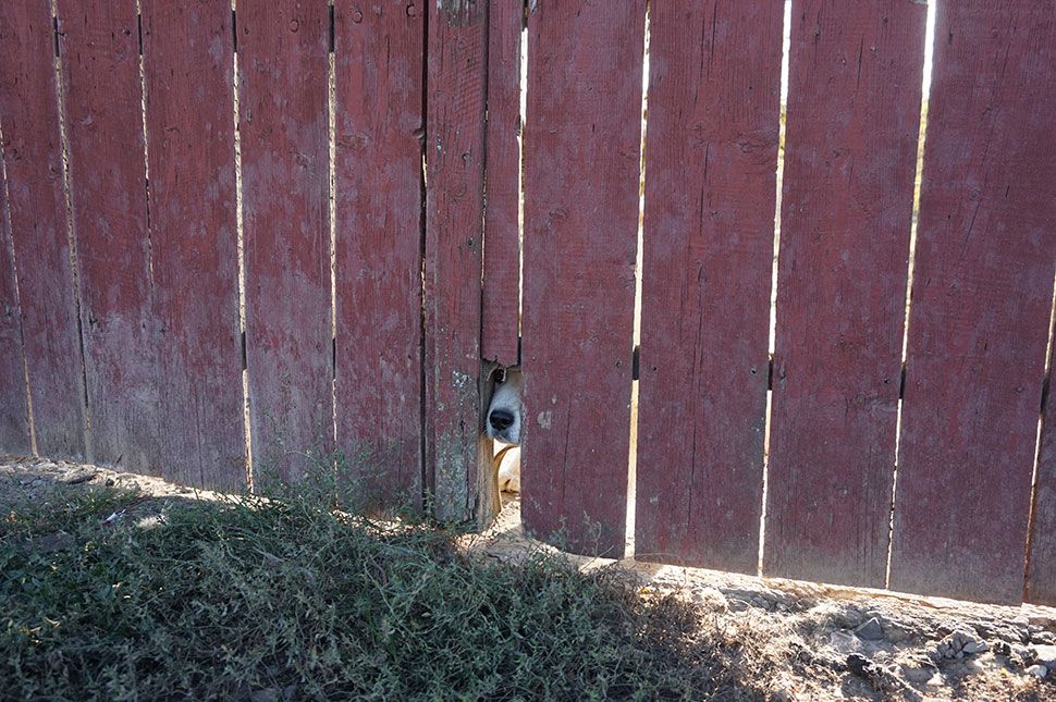 Valami bűzlik Korondon