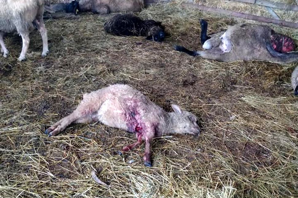 Hatalmas pusztítást végzett a bocsos medve Szentléleken