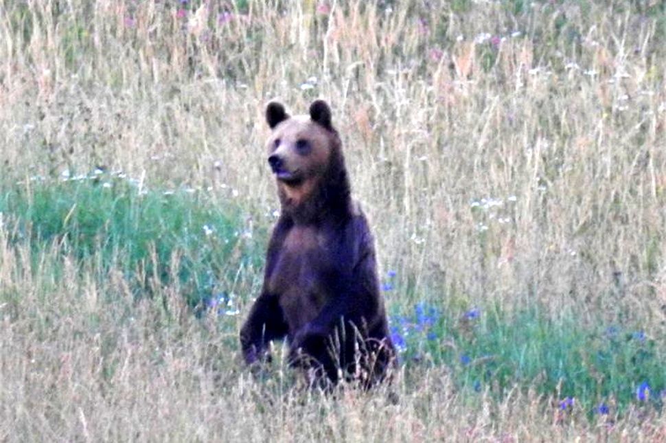 Fokozódó medvejelenlét Oroszhegyben