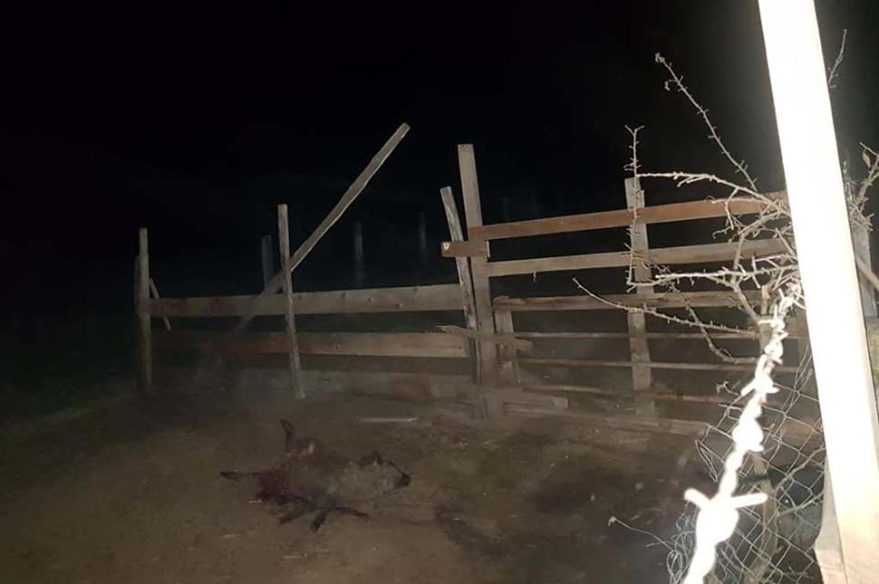 Három medve garázdálkodott Ülkében