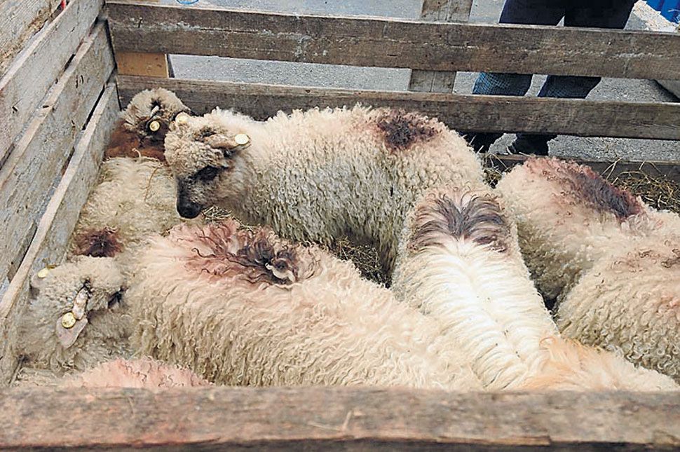 Nem lesz a piacon húsvéti bárány