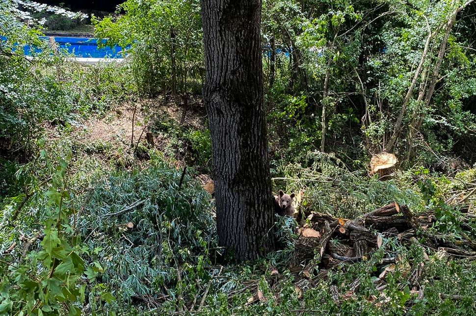 Egy anyamedve és két bocsa turistáskodik a Szejkén