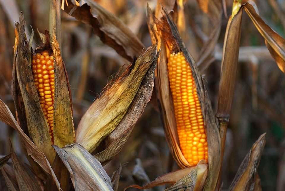 Egy mázsa törökbúzát lopott, elkapták