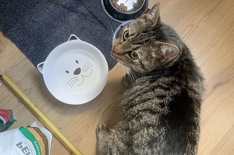 Egy cica, aki átvészelte az inflációt