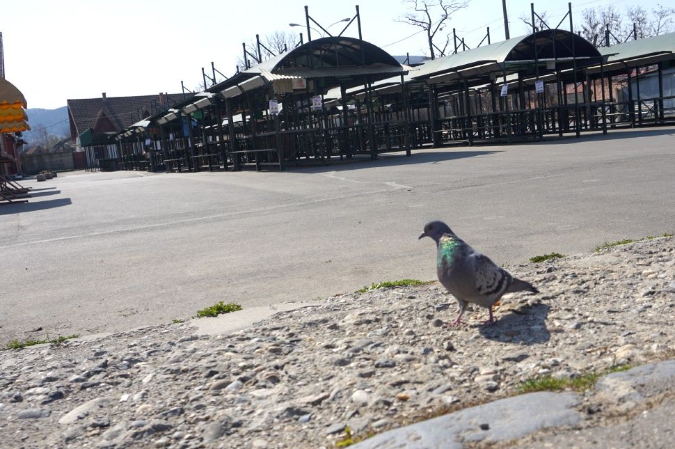Szárnyalhatnak a méhek, az autók és az őstermelők