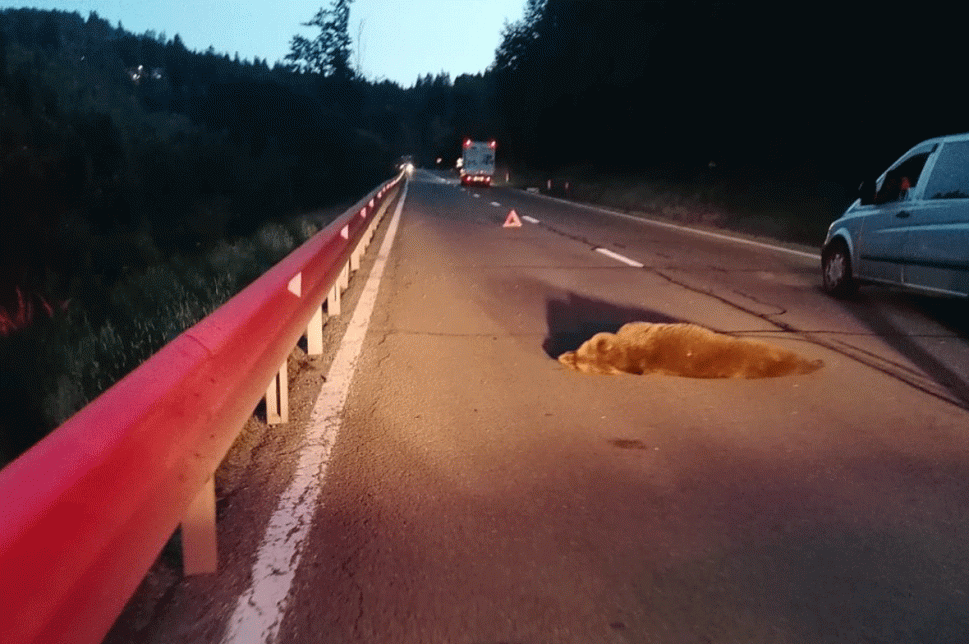Elütöttek egy medvét Hargitafürdő és Csíkszereda között