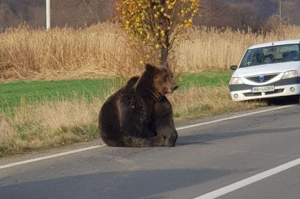 Sok bába közt szenved a medve