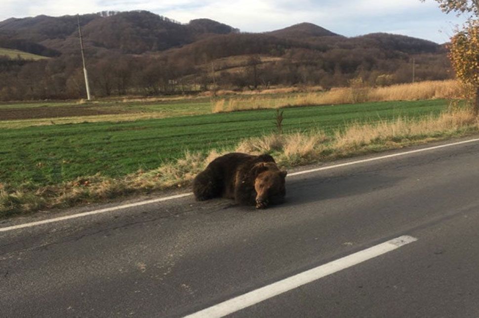 Medvét ütött el egy autó Homoródalmás közelében