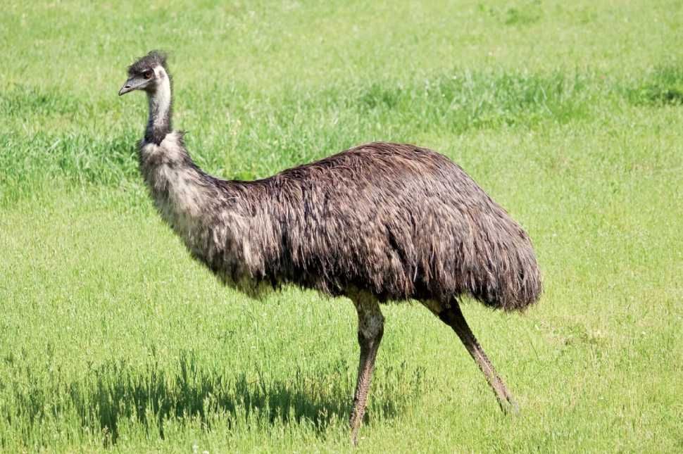 Emu miatt hívta ki a csendőrséget egy székelyudvarhelyi