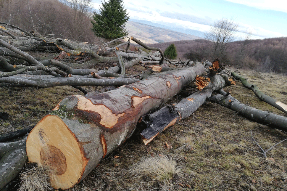 Fát lopott, beárulták