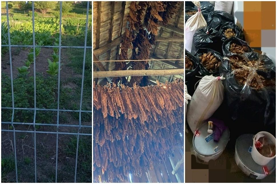 Illegális dohányfarmot kapcsoltak le
