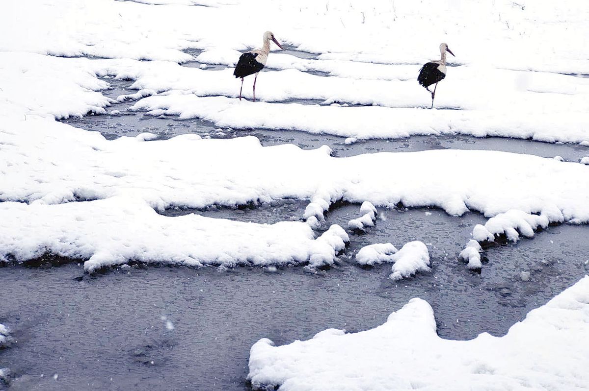 A gólyákkal is a bolondját járatja a tavasz