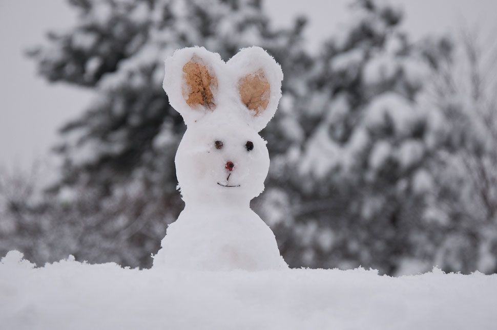 Havat hozhat a nyuszi