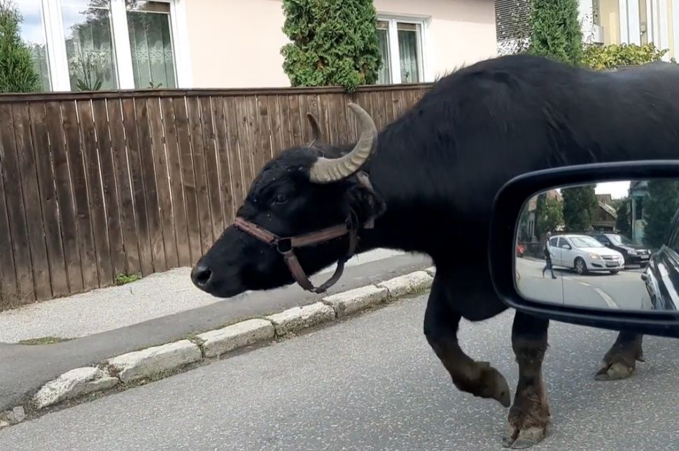 Visszatért az őshonos bivaly a városba? (videó)