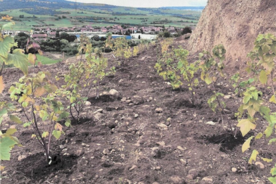 És lőn ribizli a kadicsfalvi bányatóban!