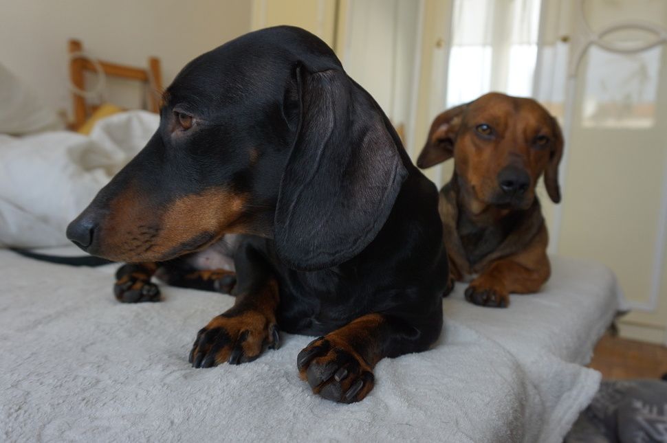 Így tarts kutyát otthon