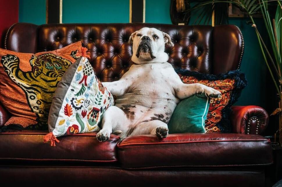 Kanapészínház koronavírus idejére #4