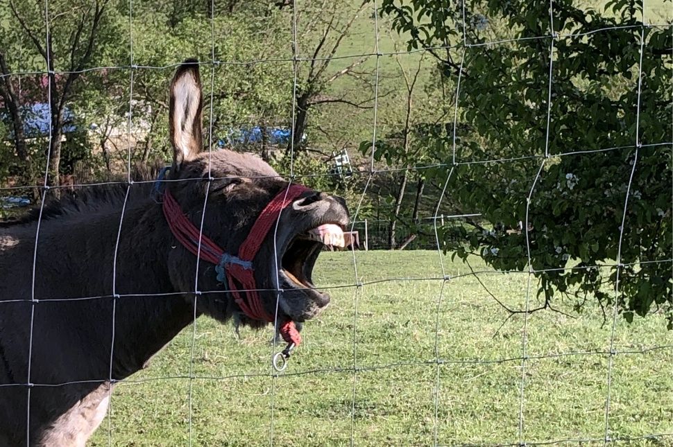 Szamárság állatot tartani a központban