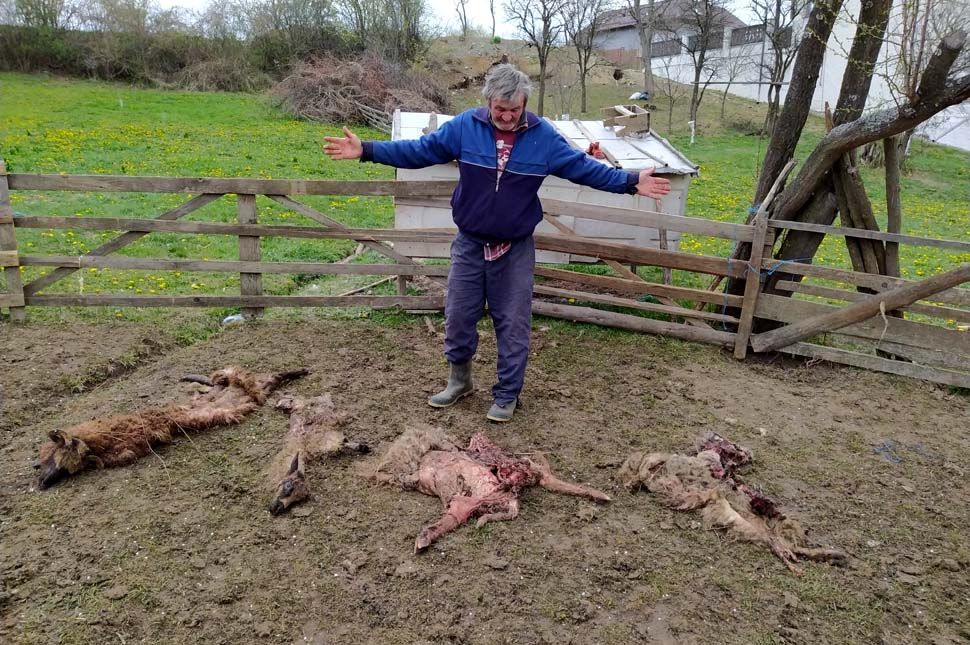 Újabb medvetámadás, ezúttal Szombatfalván