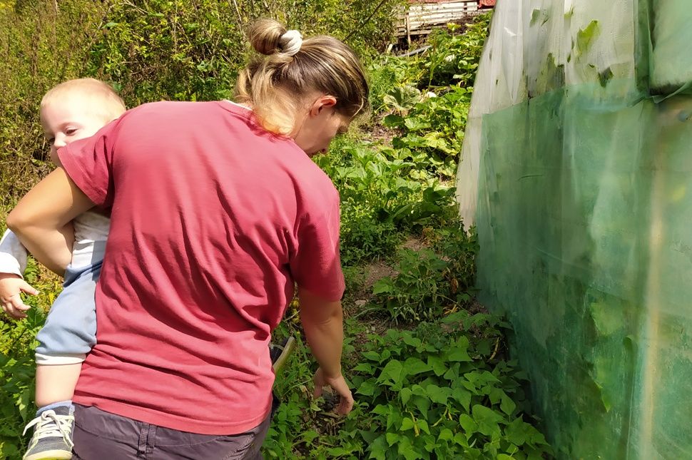 Nem tudnak pihenni a medvék miatt