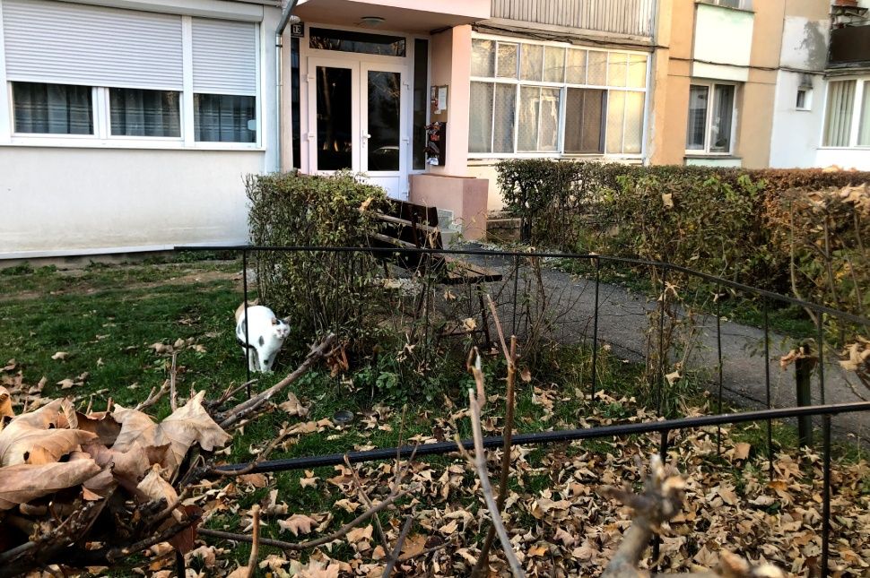 Lombtalanításra felkészülni!