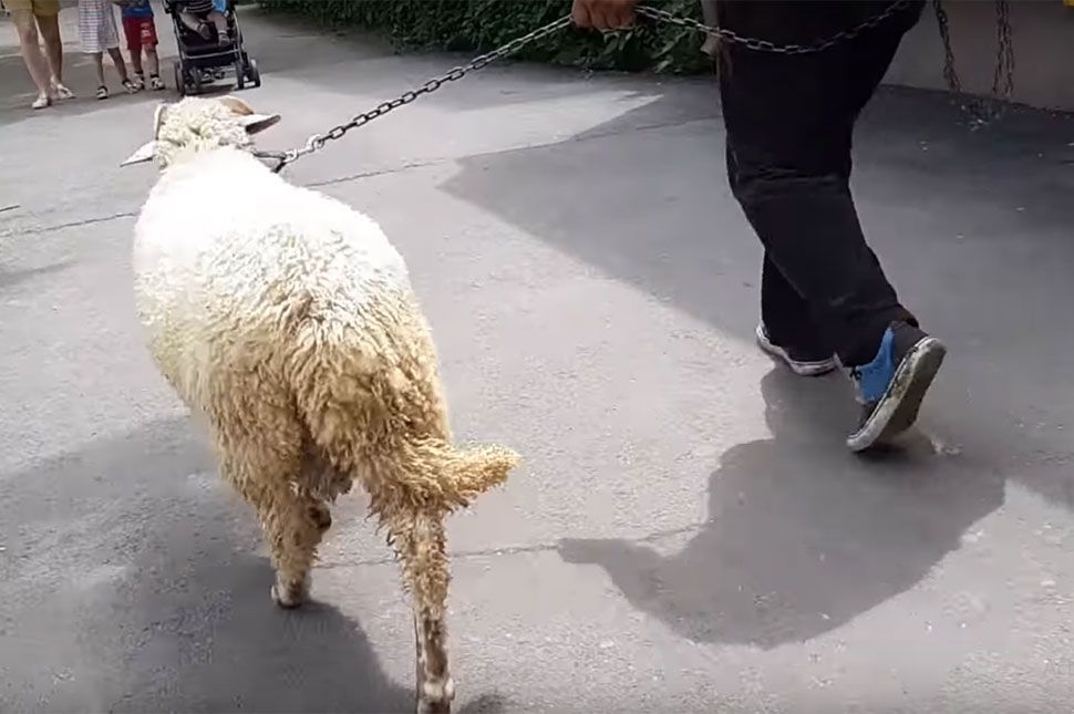 Juhot sétáltat a városban (videó)