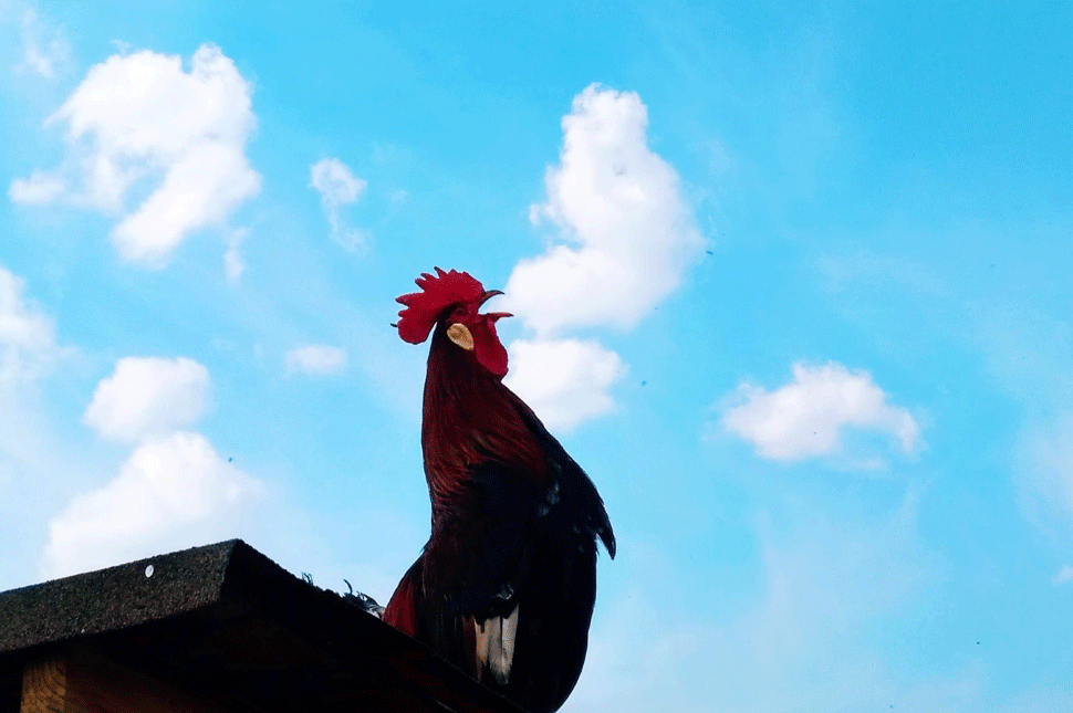 Madárinfluenza Udvarhelyszéken