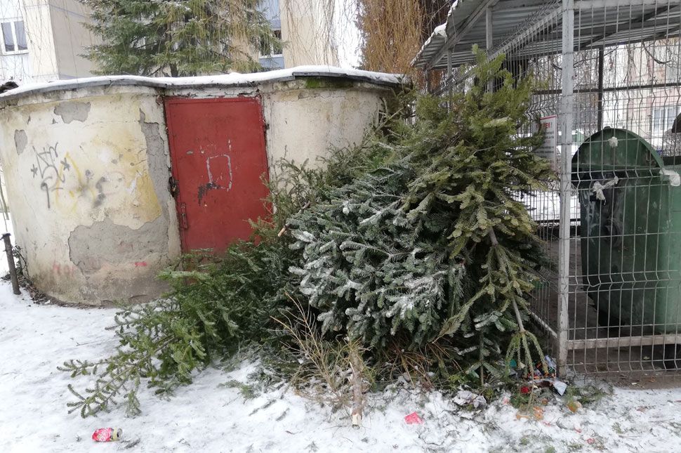 Így dobd ki a karácsonyfát