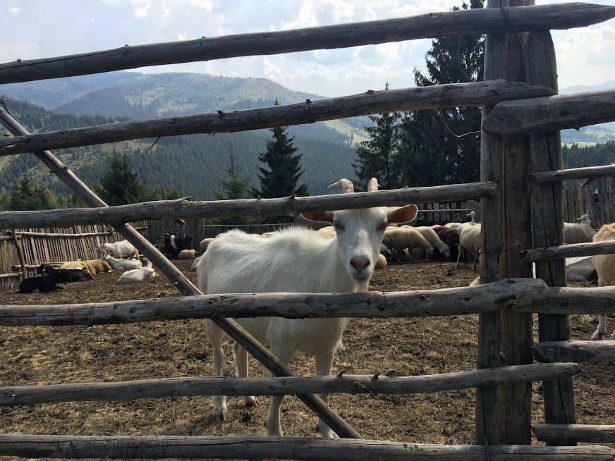 Megtalálták a gyepesi esztenáról eltűnt gyereket