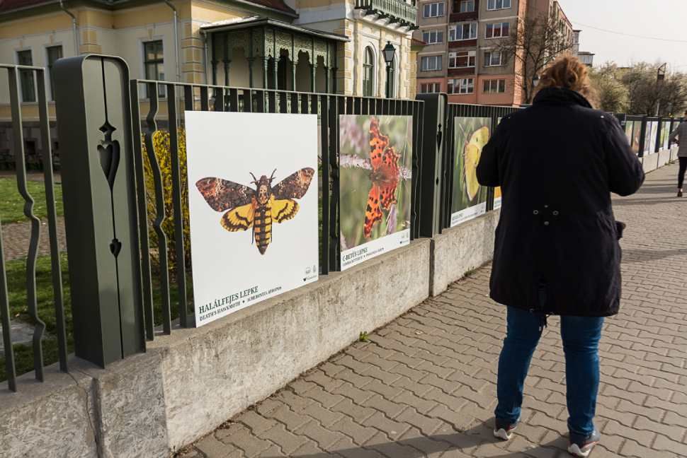 Rovarok lepték el a múzeumot!