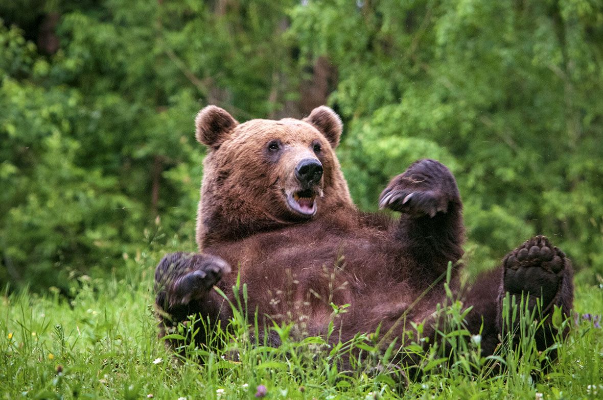 Legyél te is mackó!