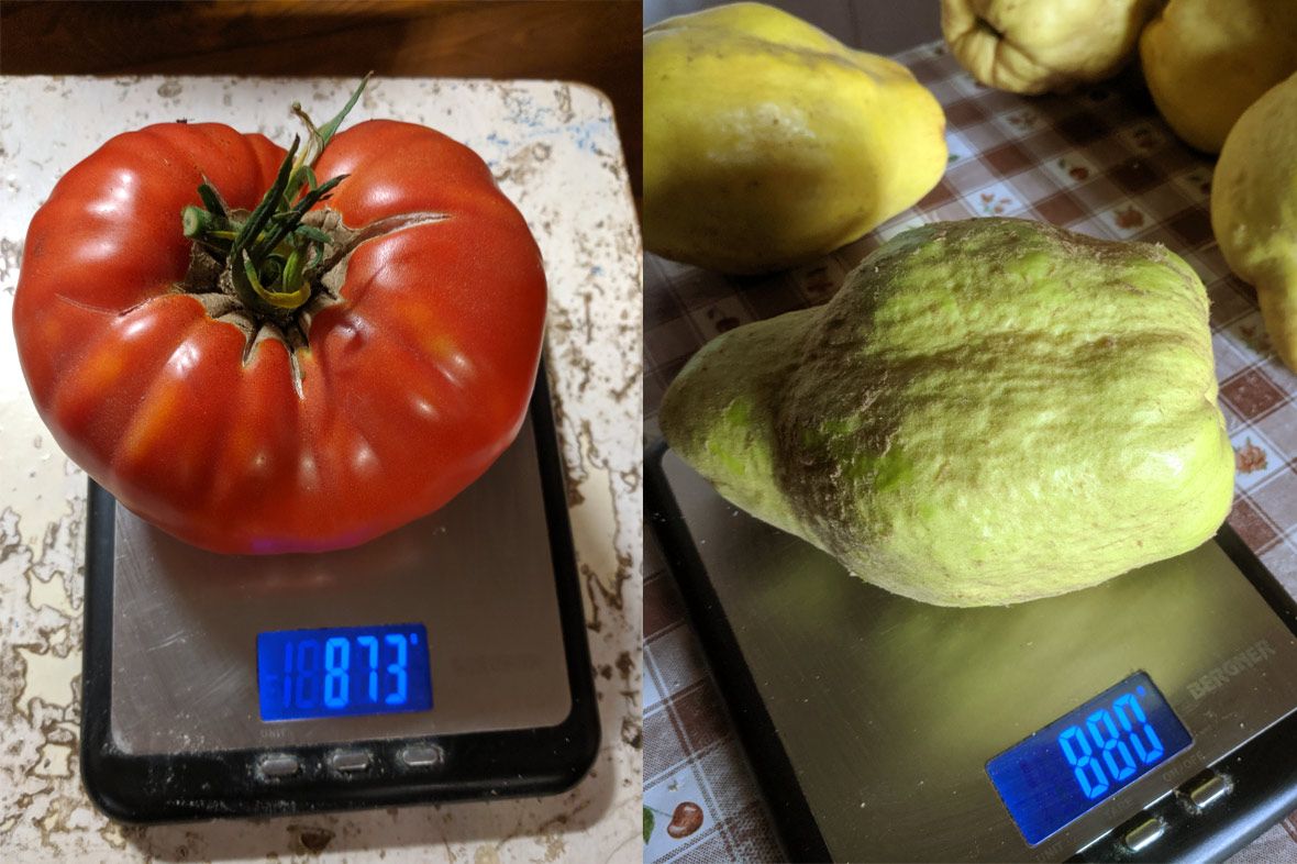 A magyar birs legyőzte a bolgár paradicsomát