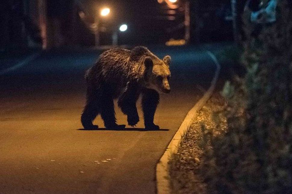 Medve járt éjszaka a városban