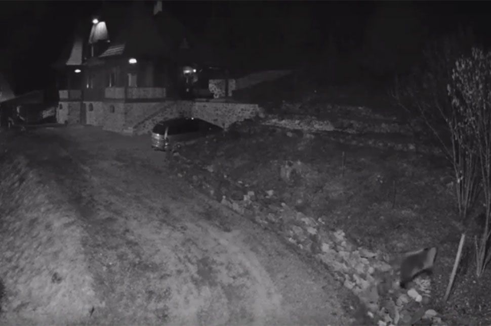 Így sétál a medve Homoródfürdőn (videó)